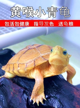 纯正黄喉拟水龟皖南种三黄小青龟石金钱龟苗活物小宠物乌龟发财龟