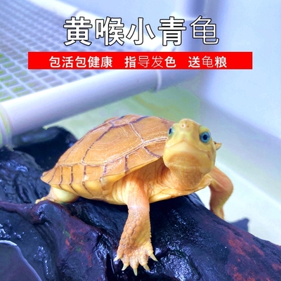纯种小青龟可开发票可带标识卡