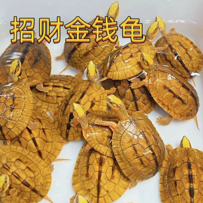 纯种金钱龟温顺招财龟可开发票