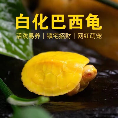 乌龟活物黄金巴西龟宠物红耳白化变异小乌龟网红深水龟好养耐活