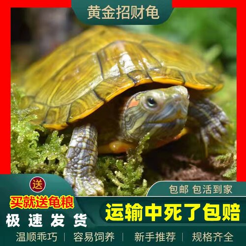 巴西龟可开发票批发