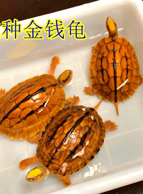 纯种金钱龟温顺宠物龟可开发票