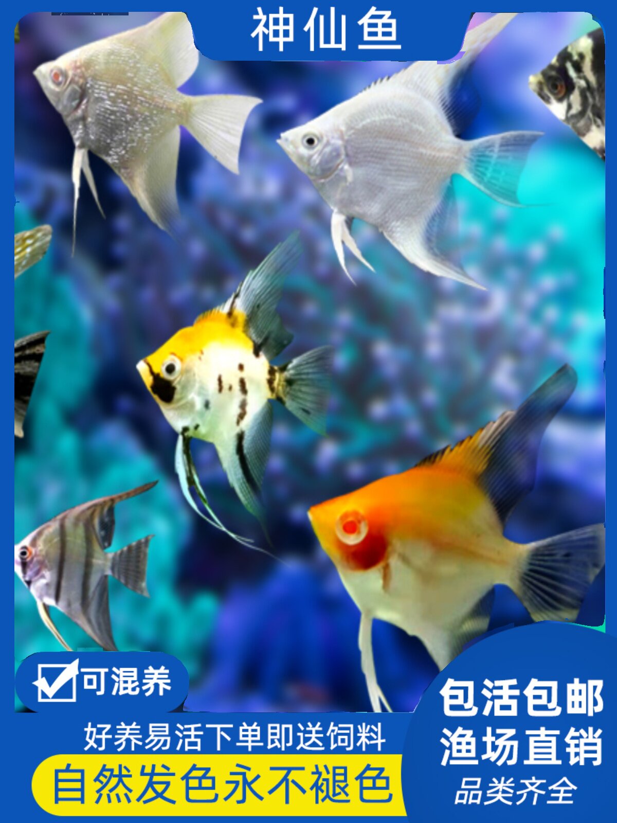 随机神仙鱼活神仙鱼活大型