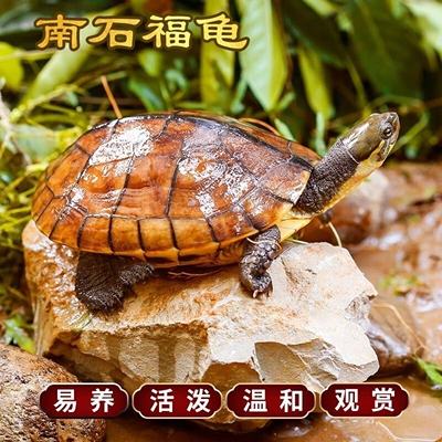 纯种金钱龟温顺招财龟可开发票