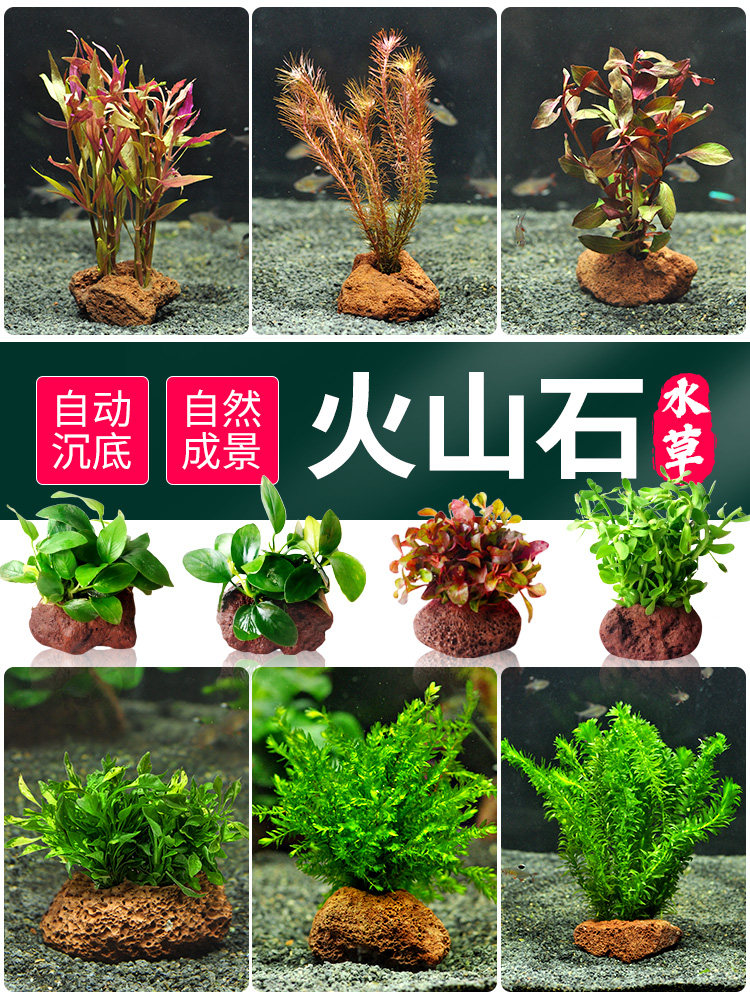 青色火山石水火山石水草鱼