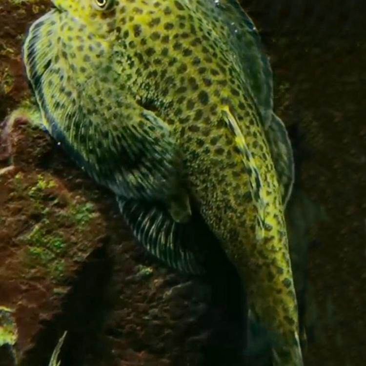原生淡水爬岩鳅 双吸盘冷水清道夫 麦氏吸鳅除藻琵琶观赏鱼清洁工