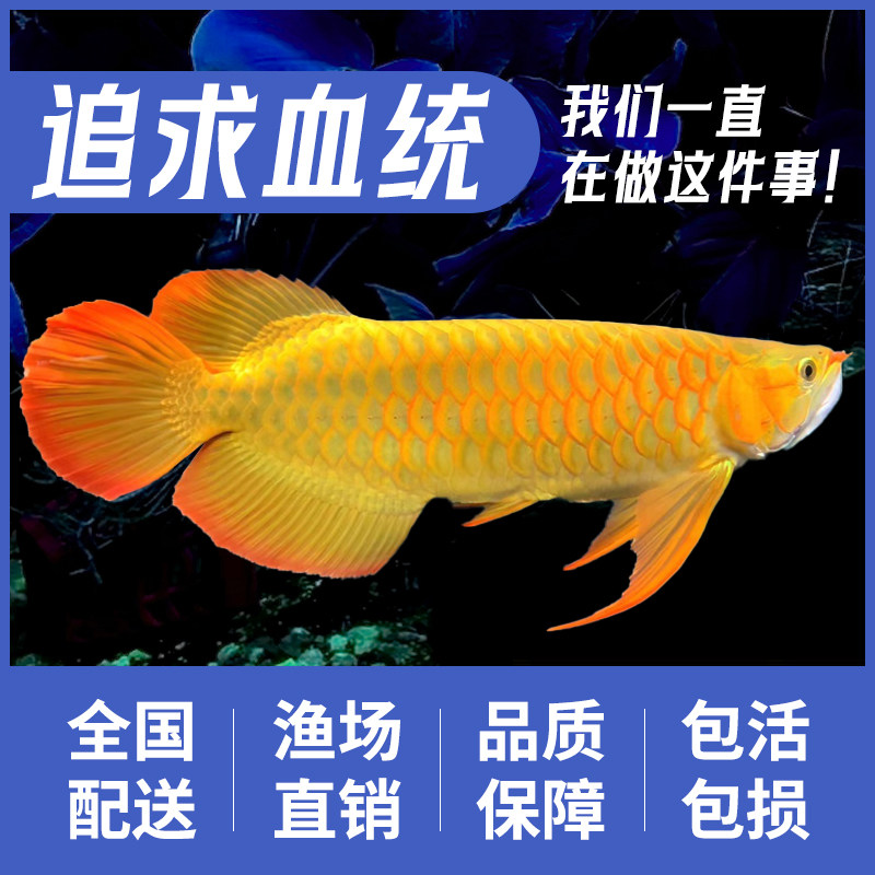 金龙鱼活鱼蓝底过背练手小龙鱼苗红龙鱼活体高背金龙银龙鱼热带鱼