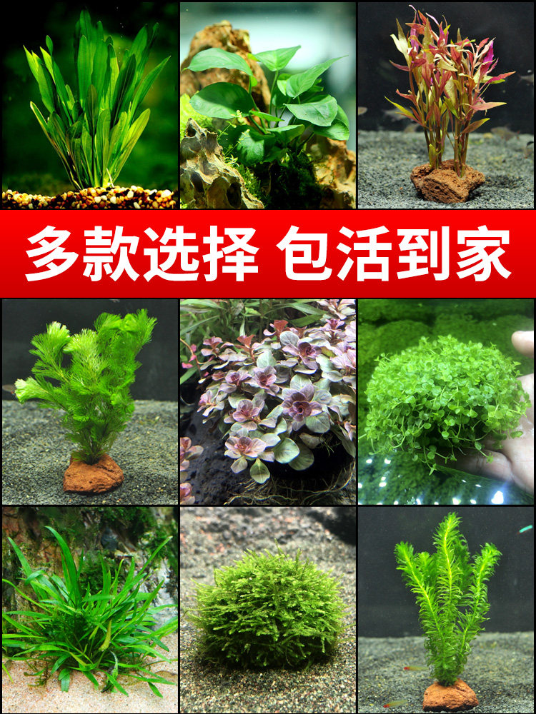 水草植物真草鱼缸造景水培淡水活体套餐莫斯懒人前中后景阴性水草