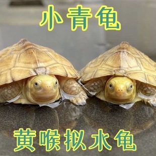 纯种小青龟黄喉似水龟三黄石金钱龟观赏龟水龟活体乌龟宠物发财龟
