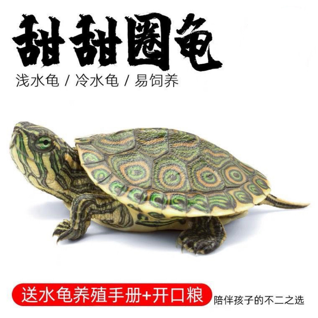 大河甜甜圈深水龟鱼缸混养活体龟小乌龟观赏龟东部佛州活体宠物