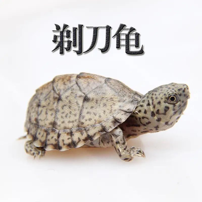 剃刀龟小型龟蛋龟屋顶龟观赏龟乌龟深水龟小乌龟全品龟苗