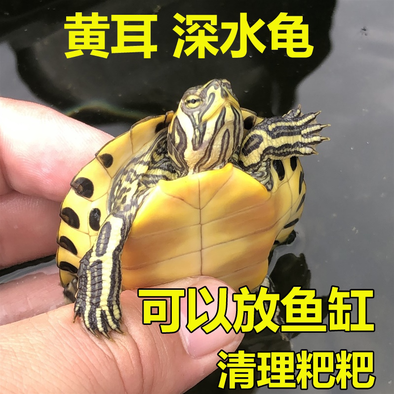 深水龟黄耳龟鱼缸混养清洁观赏宠物吃粪混养观赏龟冷水热带淡水龟