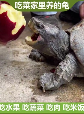 散养陆地素食吃菜龟亚巨乌龟种龟宠物巨型超大稀有招财半水龟