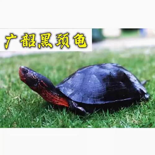 黑颈龟活体乌龟观赏宠物龟