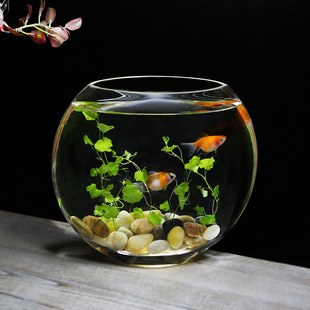 创意扁口玻璃鱼缸桌面一体缸无接缝热带鱼缸斗鱼缸加厚高透亮玻璃