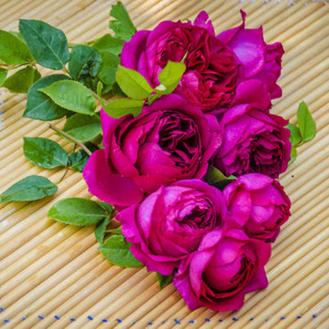 灌木月季秋日胭脂。黄金庆典。除夜.草莓冻糕.少女之心等|ruв категории доставка цветов/цветок моделирования/растения садоводства, цветок/растения в горшках (новый), цветок - от Buy2taobao.com для оказания профессиональной услуги покупки агента Taobao