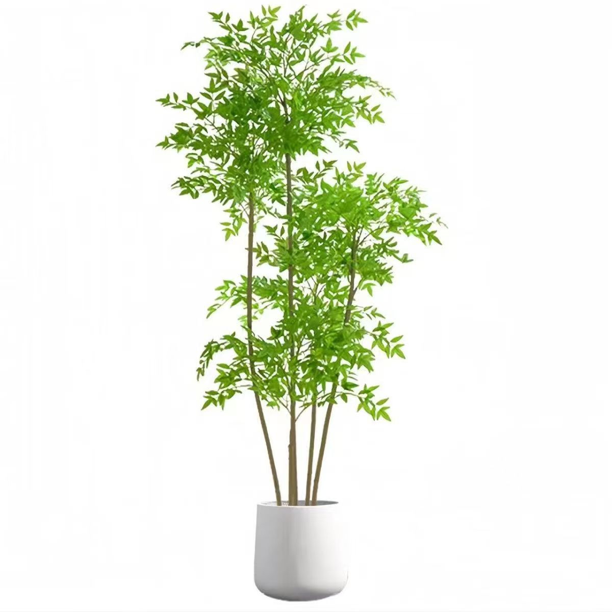 一物一拍南天竹盆栽客厅绿植室内老桩办公室大束大盆栽植物