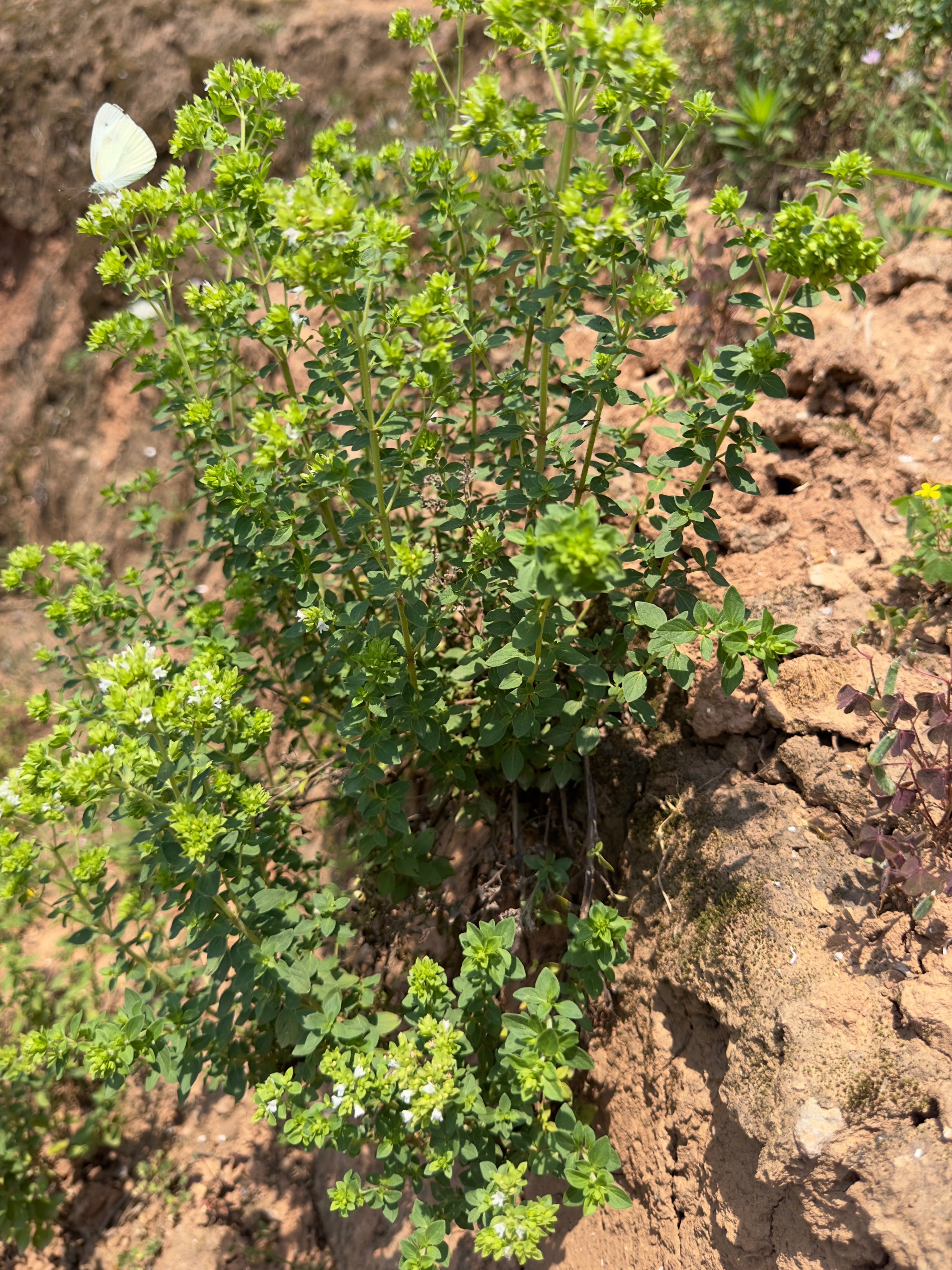 四川阆中古城香龙草香炉草香浓草dy同款80克包邮清洗晒干散装