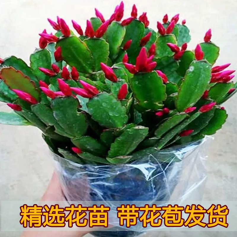 蟹爪兰盆栽带花苞多色花卉植物室内绿植好养活四季开花苗螃蟹抓莲图片