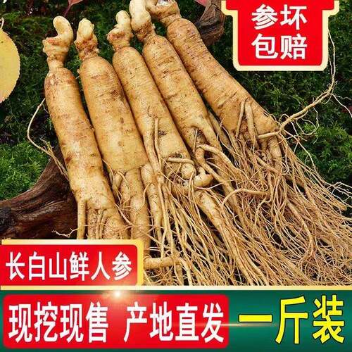 长白山新鲜人参现挖现售带土鲜参