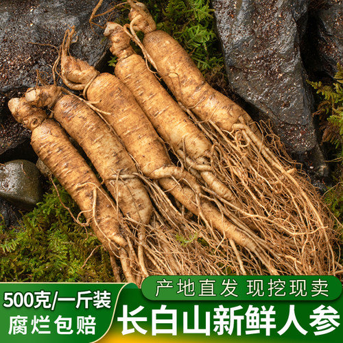 长白山新鲜人参现挖现发产地直销