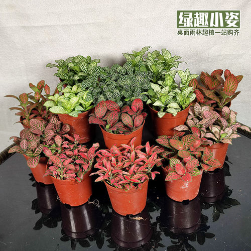 网纹草植物桌面迷你彩叶小盆栽