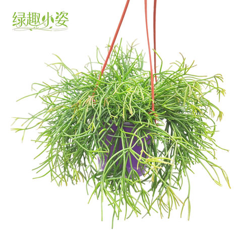 丝苇吊盆雨林植物耐阴耐旱仙人科