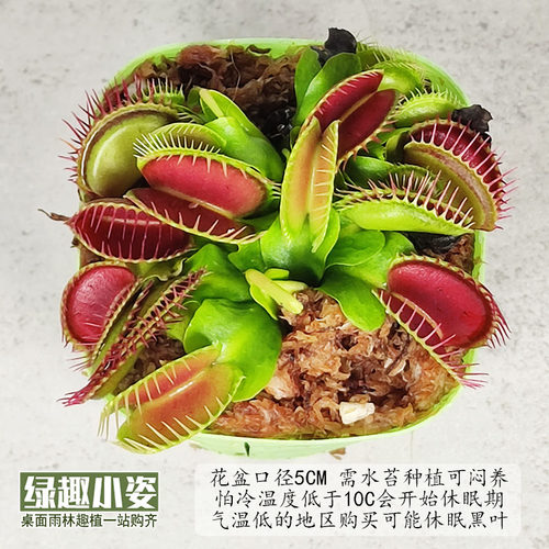 食肉捕虫植物盆栽食人花