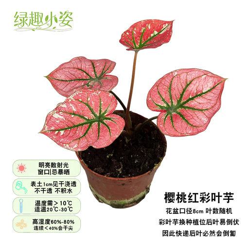 室内桌面彩叶芋盆栽四季好养