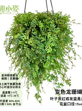 变色龙珊瑚蕨耐阴室内好养绿植