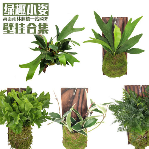 鹿角蕨等十几款木板挂壁垂挂植物