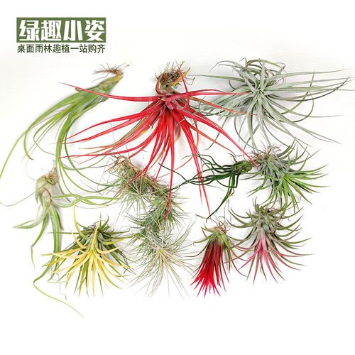 空气凤梨红精灵章鱼美杜莎比克利