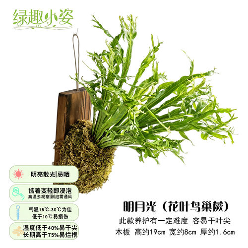 鸟巢蕨室内桌面耐阴附生植物盆栽