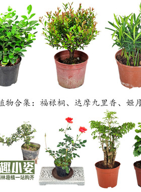 木本植物小盆栽达摩九里香福禄桐赤楠罗汉松六月雪花叶卷福榕竹柏