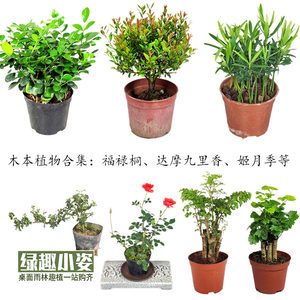 多种木本植物合集桌面鲜活小盆栽