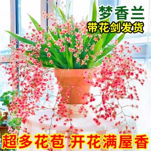 文心兰开花兰花盆栽带花苞花卉带花剑年宵花室内外植物香水梦香兰