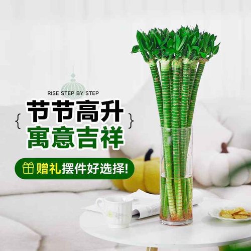 龙竹富贵竹水培植物粗杆带根室内客厅招财水养开运竹桌面盆栽绿植