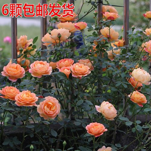 月季玫瑰蔷薇藤本欧月花苗爬藤植物多季开花庭院阳台盆栽绿植花卉