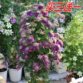 铁线莲爬藤植物盆栽花重瓣大花庭院阳台藤本攀援花卉多季 节开花