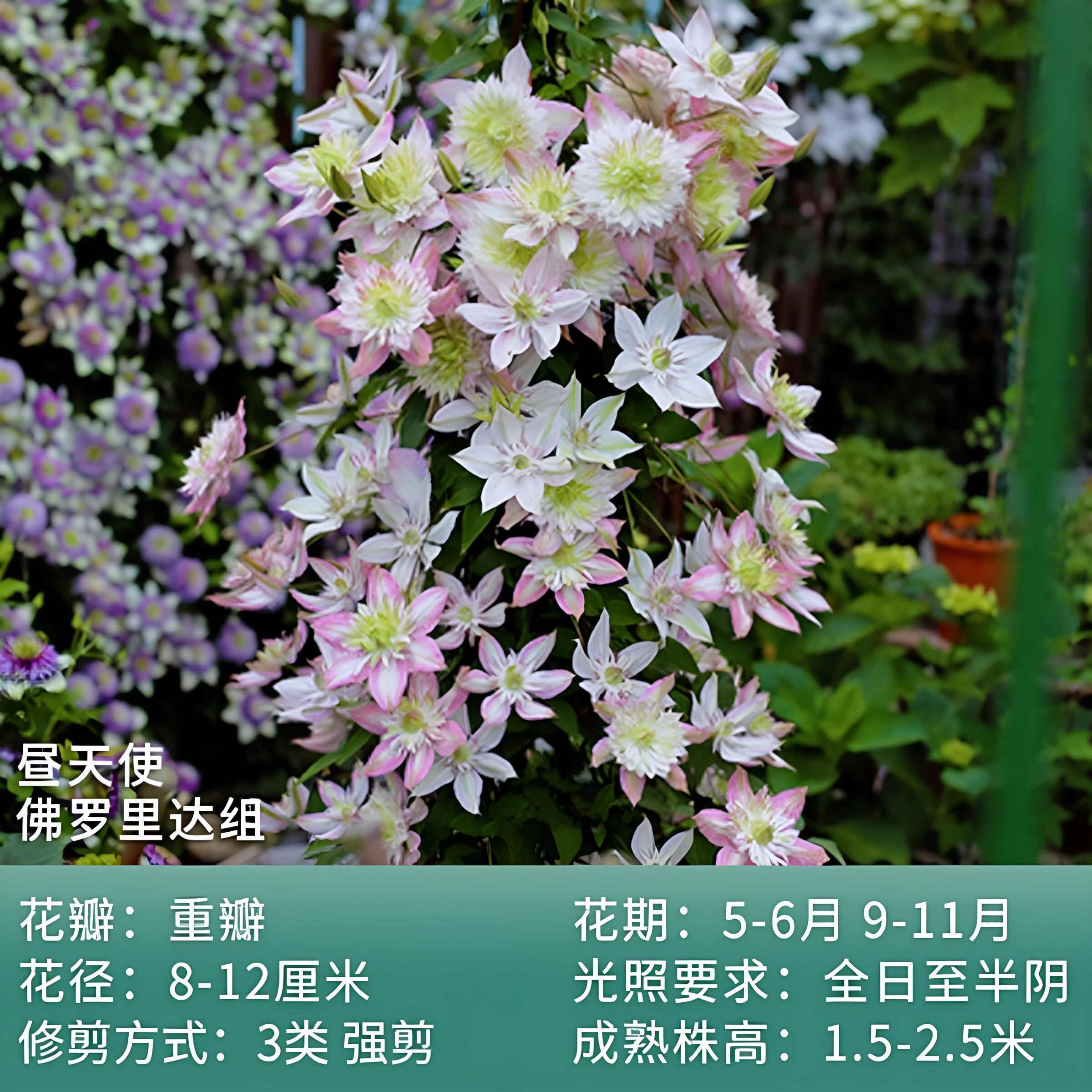 昼天使铁线莲爬藤植物花苗庭院阳台绿植花卉浓香大花耐寒多季开花