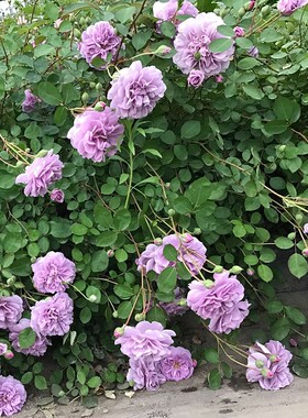 蓝色阴雨爬藤月季玫瑰花苗攀援藤本绿植庭院阳台楼顶花卉多季开花