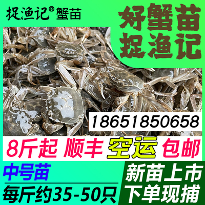 中号淡水大闸蟹苗鲜活河蟹苗毛蟹苗螃蟹苗江苏长江中华绒螯螃蟹苗