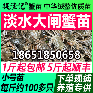 大闸蟹苗淡水螃蟹苗河蟹苗毛蟹苗捉渔记长江1号中华绒螯活蟹幼苗