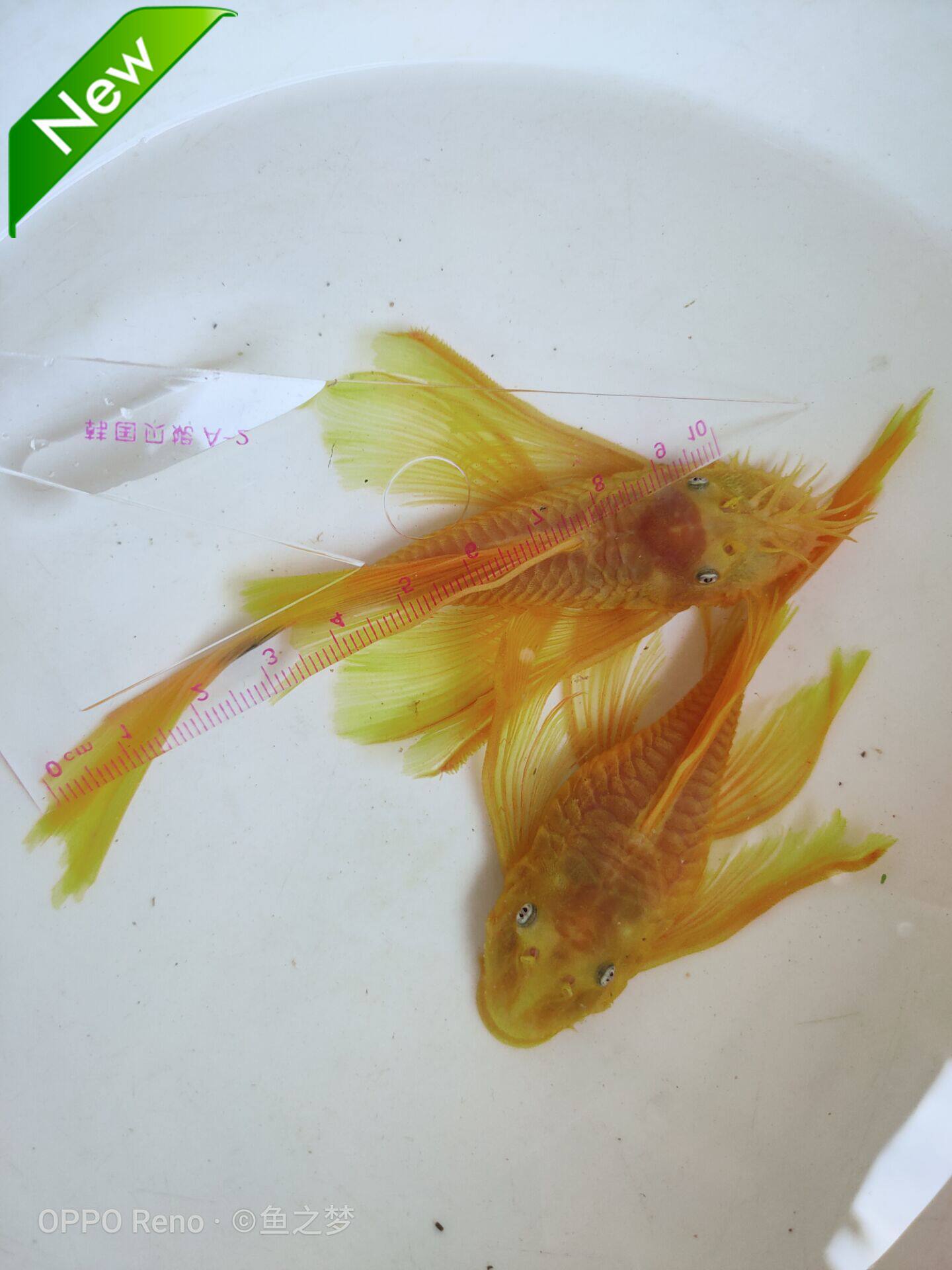 蓝眼大帆清道夫异型鱼大胡子鱼工具鱼种鱼除藻鱼24k包邮厂家直销