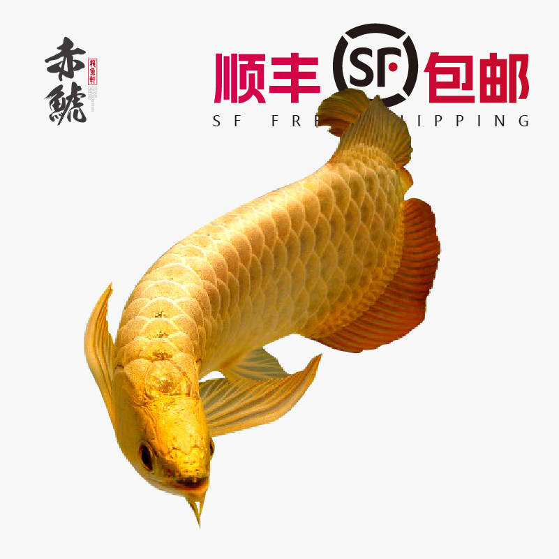 金龙鱼活体鱼苗马来风水古典高背过背金红龙鱼蓝底淡水热带观赏鱼