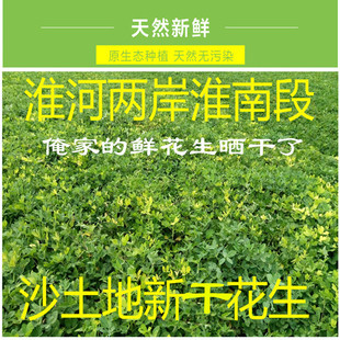 包邮 2023淮河两岸沙土地干花生白花生红花生小花生5斤大部分地区