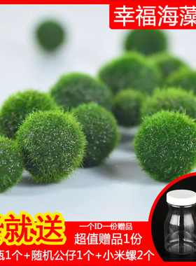 marimo马里莫海藻球生态瓶微景办公室桌面宠物水培植物绿藻球水草