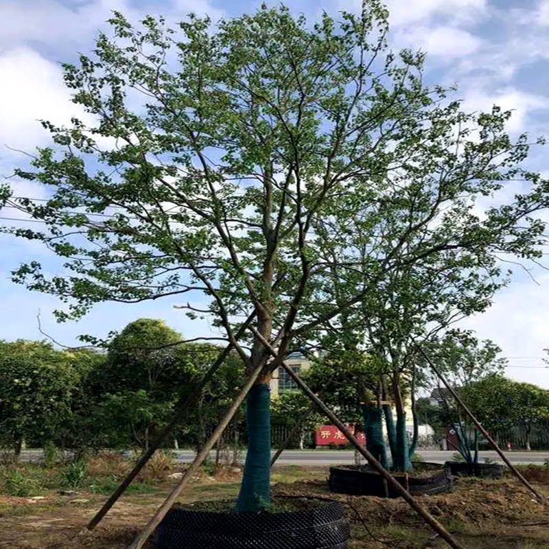 乌桕树苗彩叶树乔木彩叶苗木园林绿化工程树苗乌桕行道树苗圃现货