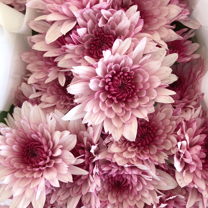 粉丹特小雏菊1把10支左右,普通地区2个单包邮,偏远地区3个包邮