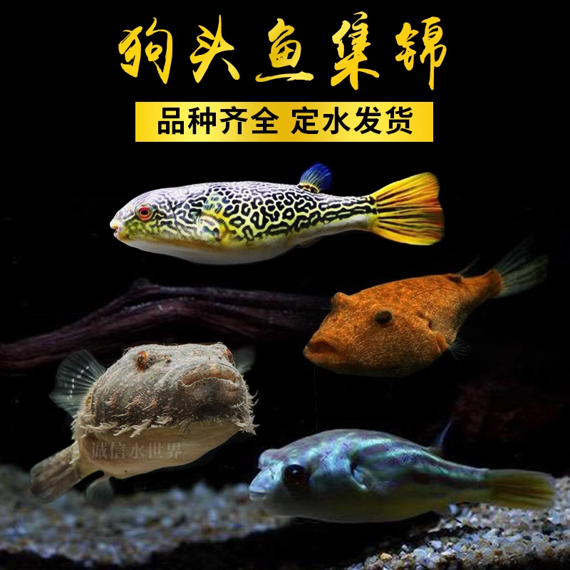 斑马狗头毛毛木瓜皇冠v字红圆点金钱狗头十八猛鱼水族热带鱼河豚